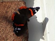 Red Admiral 2002 - Liz Goodyear