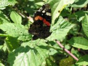 Red Admiral 2004 - Steven Penn