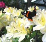 Red Admiral 2005 - Archie Lang