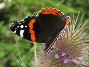 Red Admiral 2005 - Richard Bigg