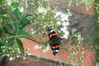 Red Admiral 13.11.06 - Helen George