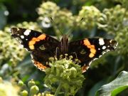 Red Admiral 2006 - Lee Browne