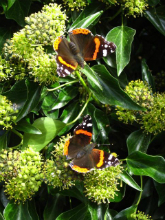 Red Admirals 2006 - Robin Pearson