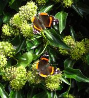 Red Admirals 2006 - Robin Pearson