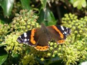 Red Admiral 2006 - Sezar Hikmet