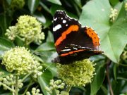 Red Admiral 2007 - Robin Pearson