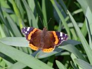 Red Admiral 2007 - Sezar Hikmet