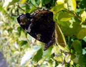 Red Admiral 2008 - Dave Miller