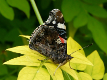 Red Admiral 2008 - Helen George