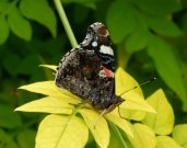 Red Admiral 2008 - Helen George