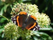 Red Admiral 2010 - Robin Pearson