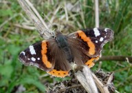 Red Admiral 2010 - Dave Miller