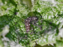 Red Admiral larva 2006 - Nick Bowles