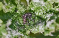 Red Admiral 1st Instar 12.11.06 - Nick Bowles