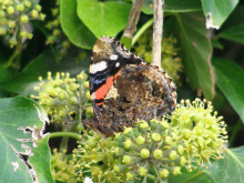 Red Admiral 2006 - Sezar Hikmet