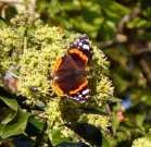 Red Admiral 2007 - Robin Pearson