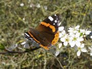 Red Admiral 2007 - Sezar Hikmet