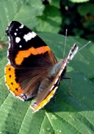 Red Admiral 2010 - Dave Miller