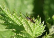 possible parasitic wasp - Nick Bowles