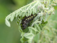 Red Admiral larva 2017 - Bob Clift