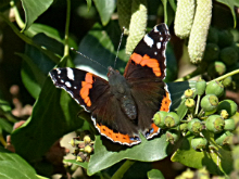 Red Admiral (f) 2017 - Peter Clarke