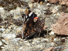 Red Admiral 2016 - Peter Clarke