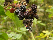 Red Admiral 2014 - Peter Clarke