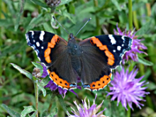 Red Admiral 2017 - Peter Clarke