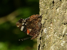 Red Admirals 2015 - Peter Clarke