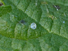 Red Admiral egg 2017 - Peter Clarke