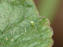 Red Admiral egg 2017 - Peter Clarke