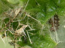 Red Admiral larva 2017 - Peter Clarke