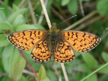 Small Pearl-bordered Fritillary 2001 - Nick Sampford