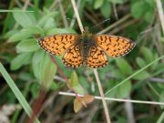 Small Pearl Bordered Fritillary 2001 - Nick Sampford