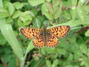 Small Pearl Bordered Fritillary 2002 - Nick Sampford