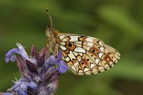 Small Pearl Bordered Fritillary 2005 - Nick Sampford