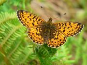 Small Pearl Bordered Fritillary 2005 - Steve Lane