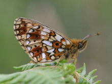 Small Pearl Bordered Fritillary 2006 - Sandra Standbridge