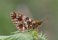 Small Pearl Bordered Fritillary 2006 - Sandra Standbridge