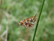 Small Pearl Bordered Fritillary 2001 - Nick Sampford