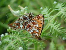 Small Pearl-Bordered Fritillary pair 2002 - Nick Sampford