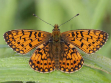 Small Pearl Bordered Fritillary 2006 - Sandra Standbridge