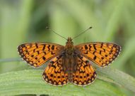 Small Pearl Bordered Fritillary 2006 - Sandra Standbridge