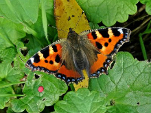 Small Tortoiseshell (m) 2017 - Dave Miller