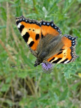 Small Tortoiseshell aberration 2014 - Dave Miller