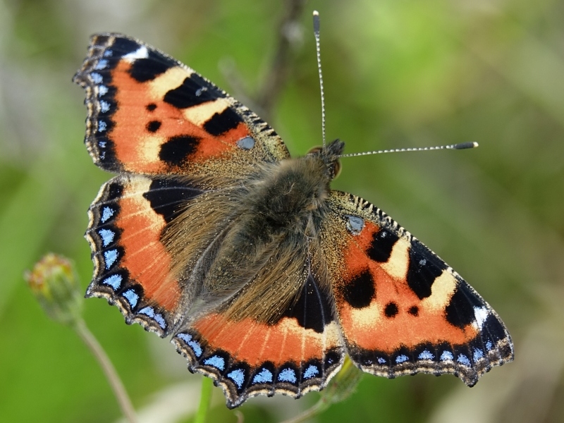 Small Tortoiseshell 2019 - Andrew Wood