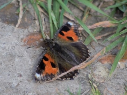 Small Tortoiseshell 2019 - Sheila Whittingham