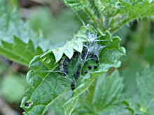 Small Tortoiseshell larva 2017 - Peter Clarke