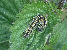 Small Tortoiseshell larva 2017 - Peter Clarke