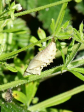 Small Tortoiseshell pupa 2017 - Andrew Wood